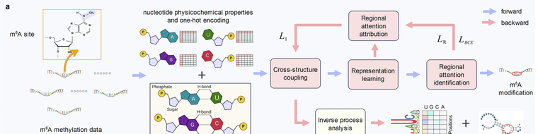 RNA m6A prediction model