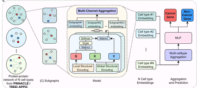 Cancer-gene single-cell model overview